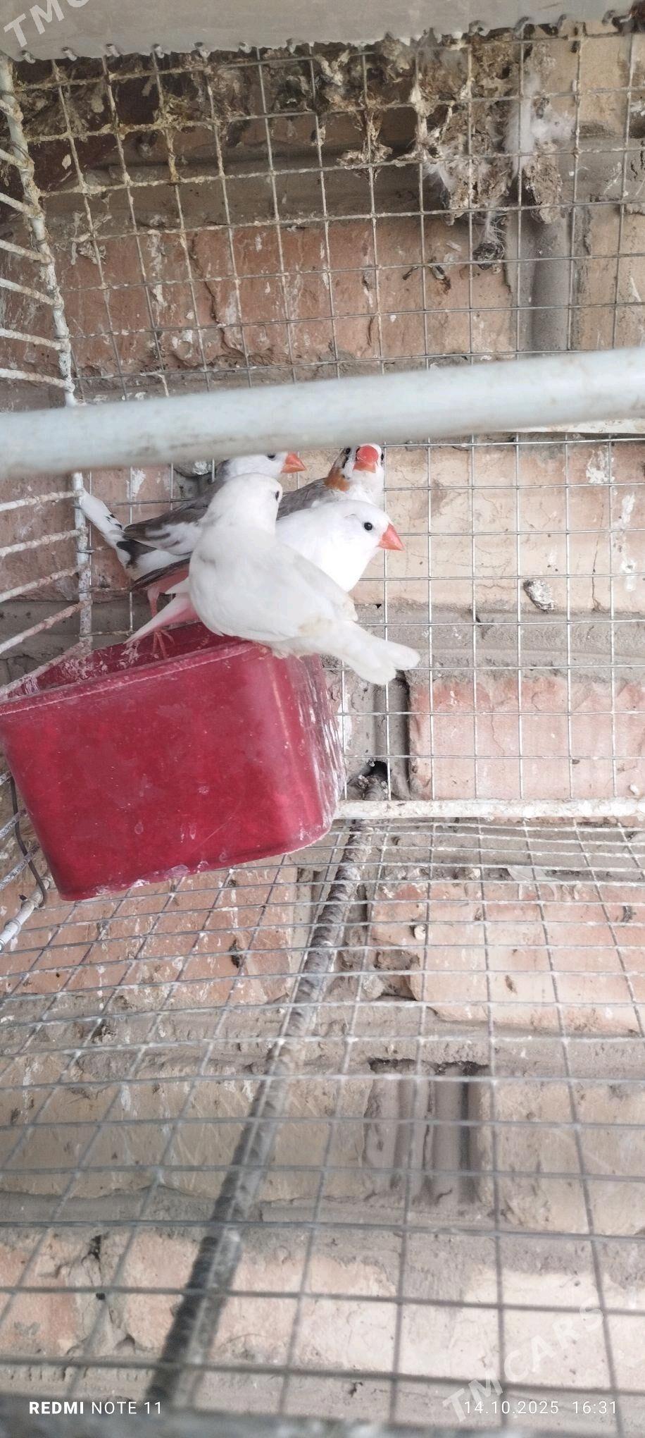 Guş - Мургап - img 4