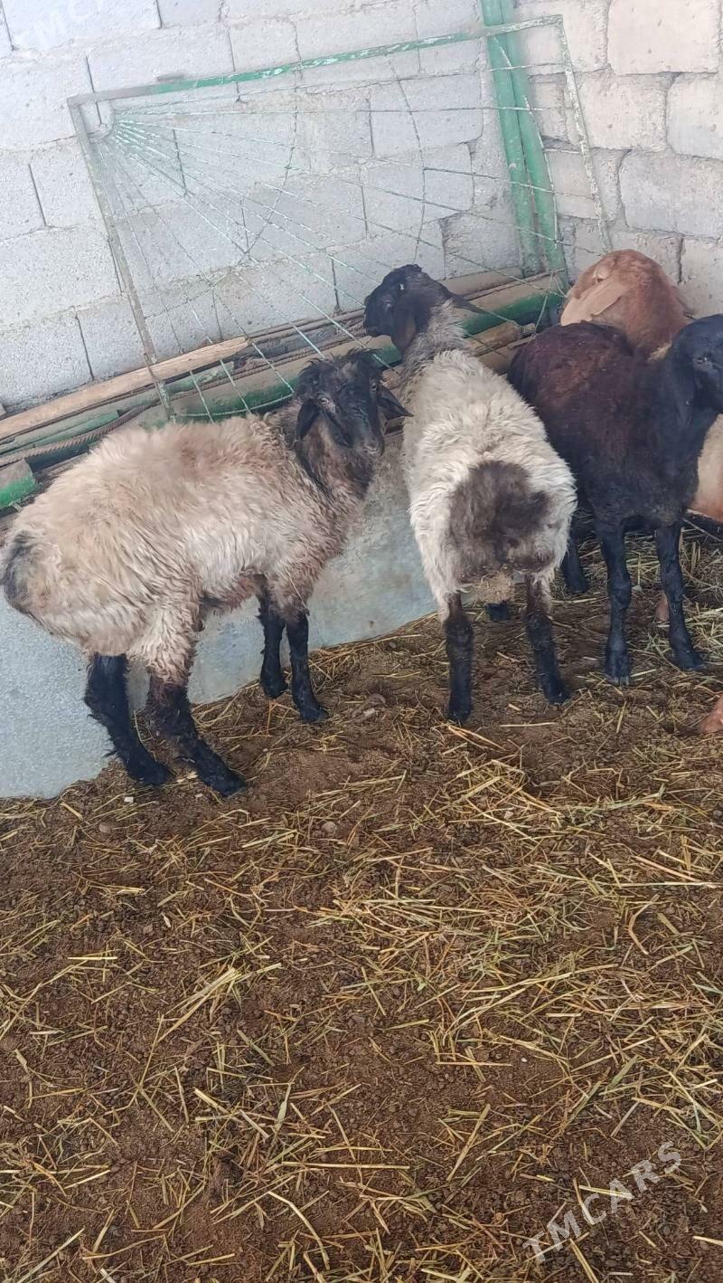 goyun - Анев - img 2