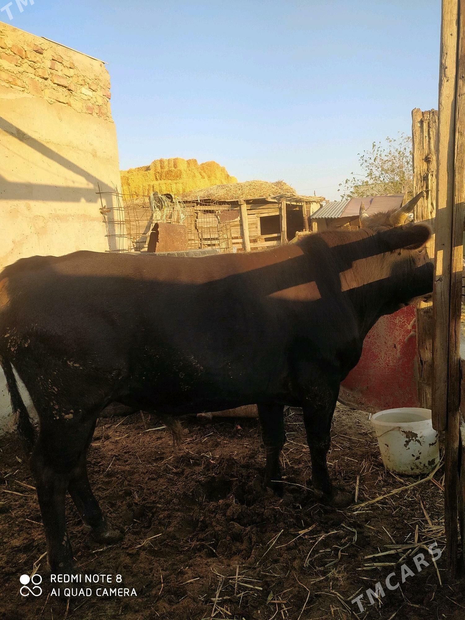 öküz - Берекет - img 2