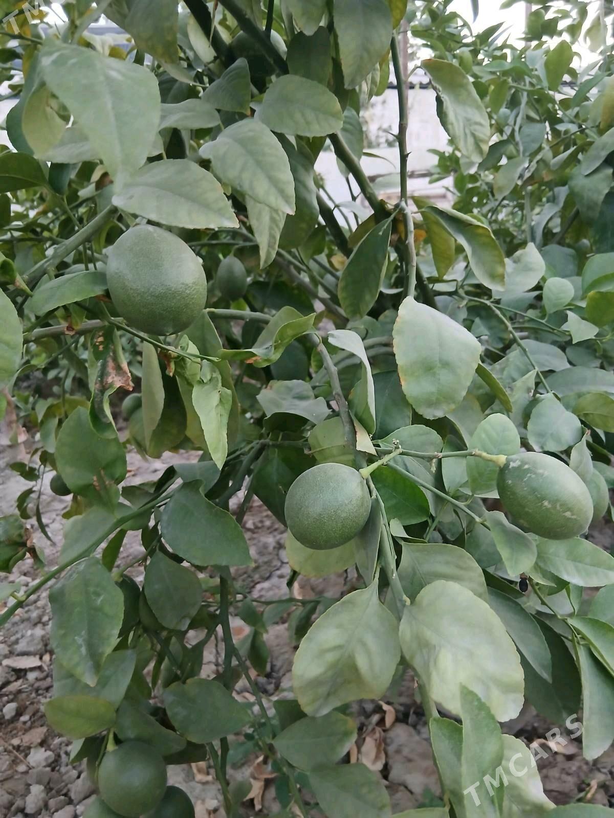 Gokdepe plan jay - Gökdepe - img 5