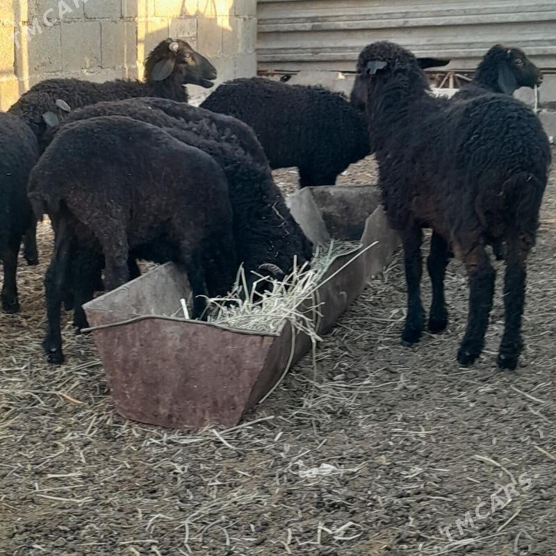 tokly - Bäherden - img 2