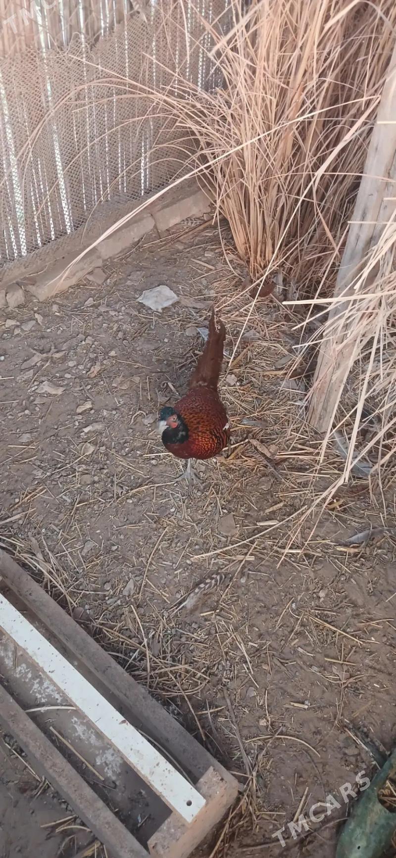 sulgun - Tejen - img 3