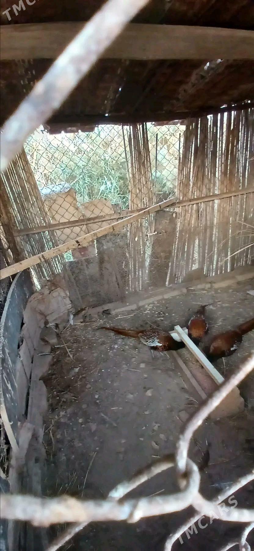 sulgun - Tejen - img 2