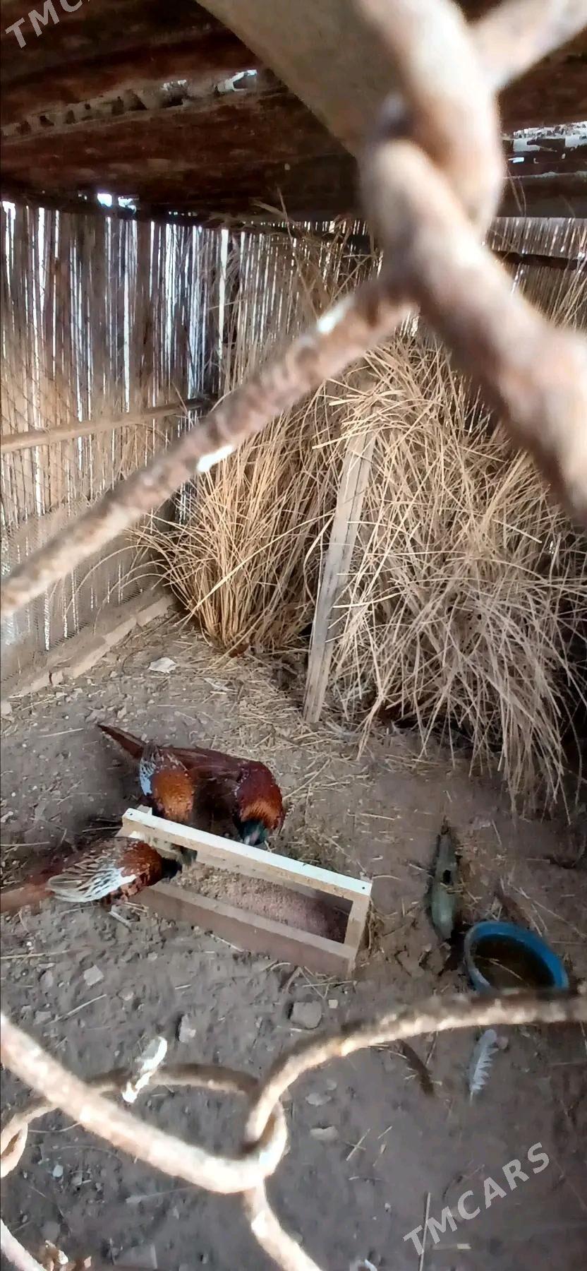 sulgun - Tejen - img 4