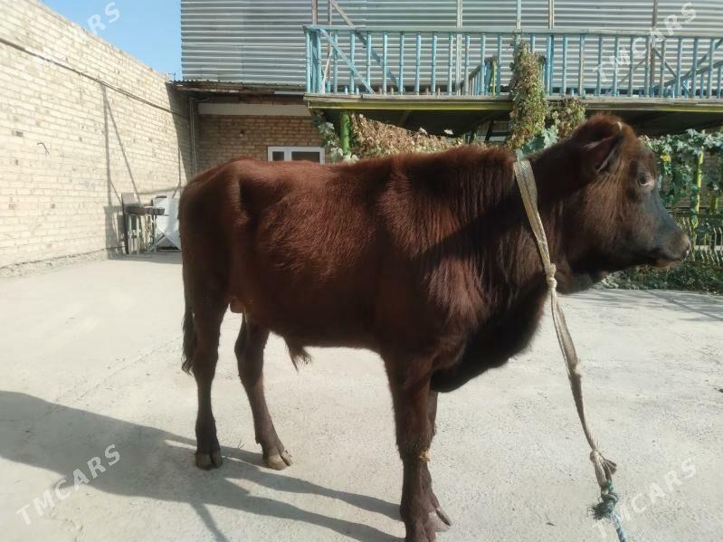 baklyk öküzçe - Чарджоу - img 4