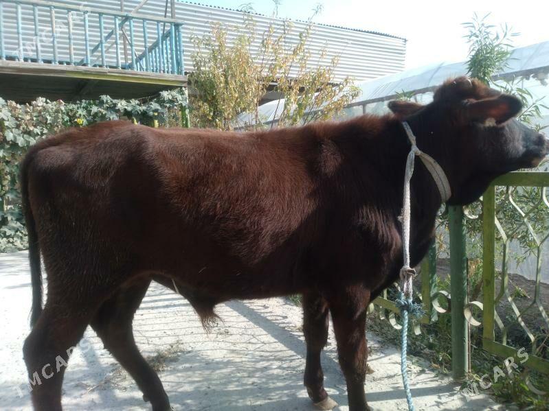 baklyk öküzçe - Чарджоу - img 3