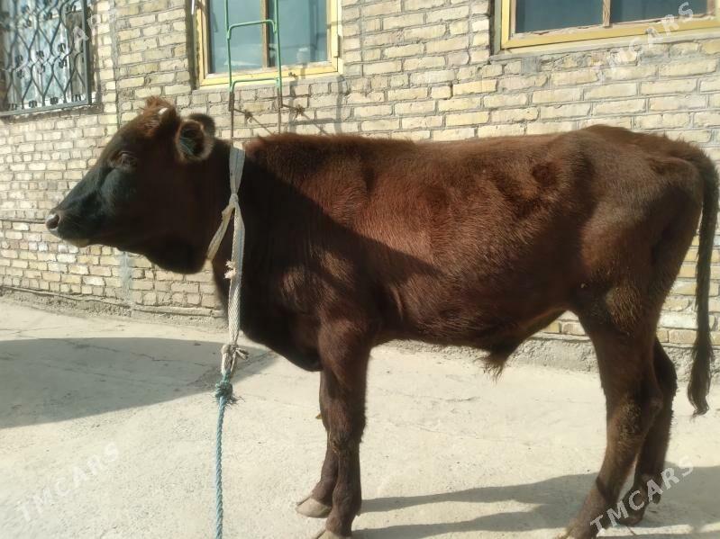 baklyk öküzçe - Чарджоу - img 2