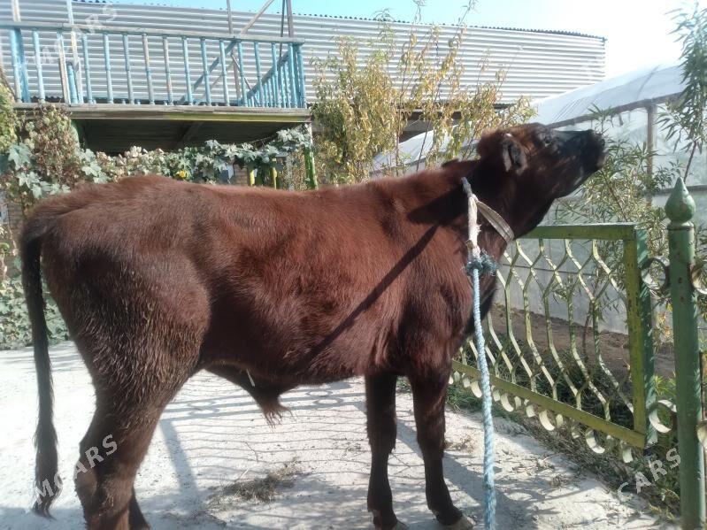 baklyk öküzçe - Чарджоу - img 5