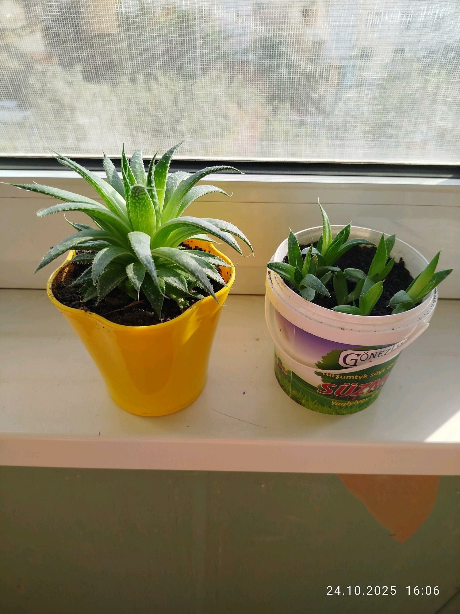 цветы колеус , алое gul - Aşgabat - img 9