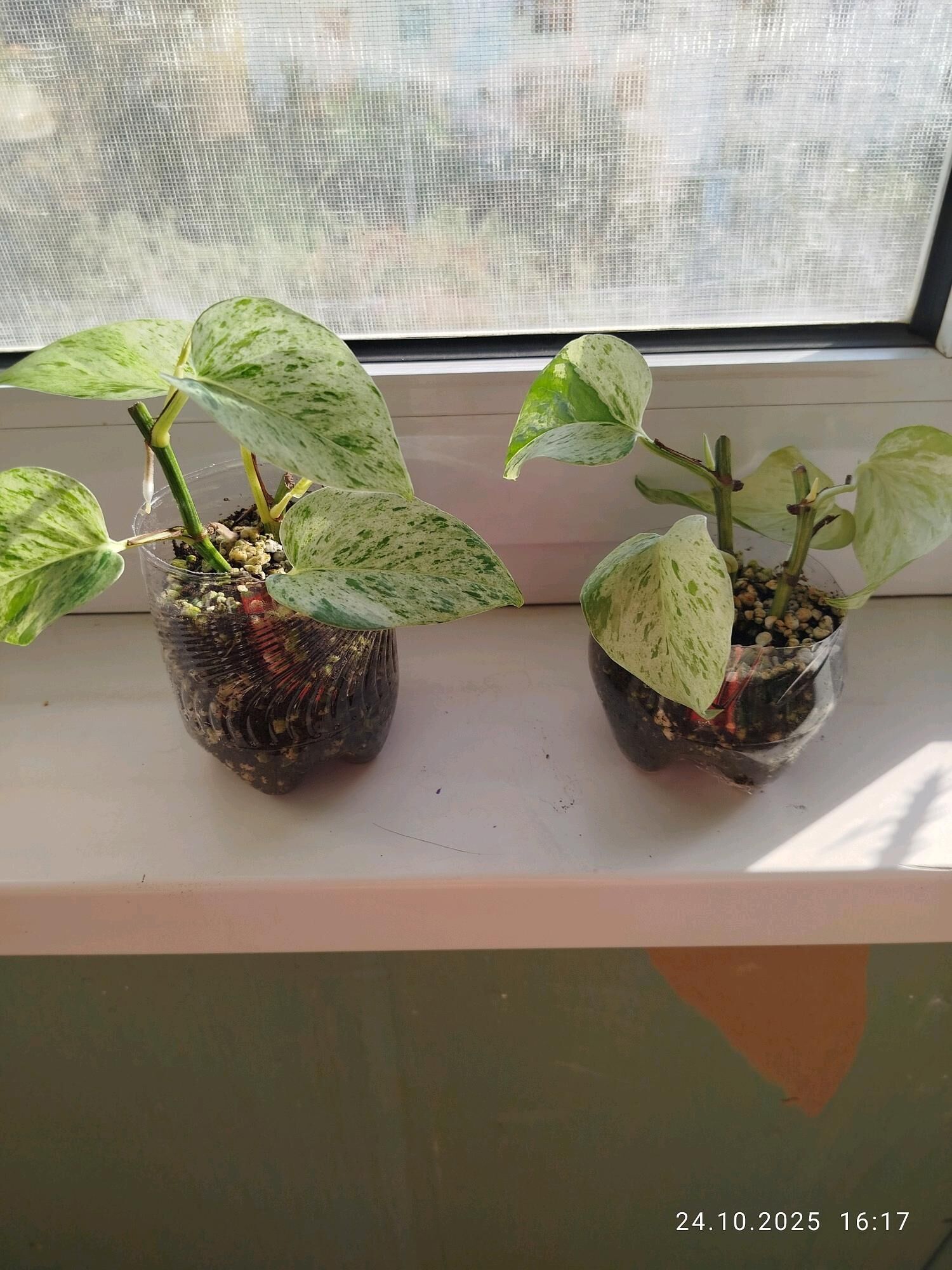 цветы колеус , алое gul - Aşgabat - img 10