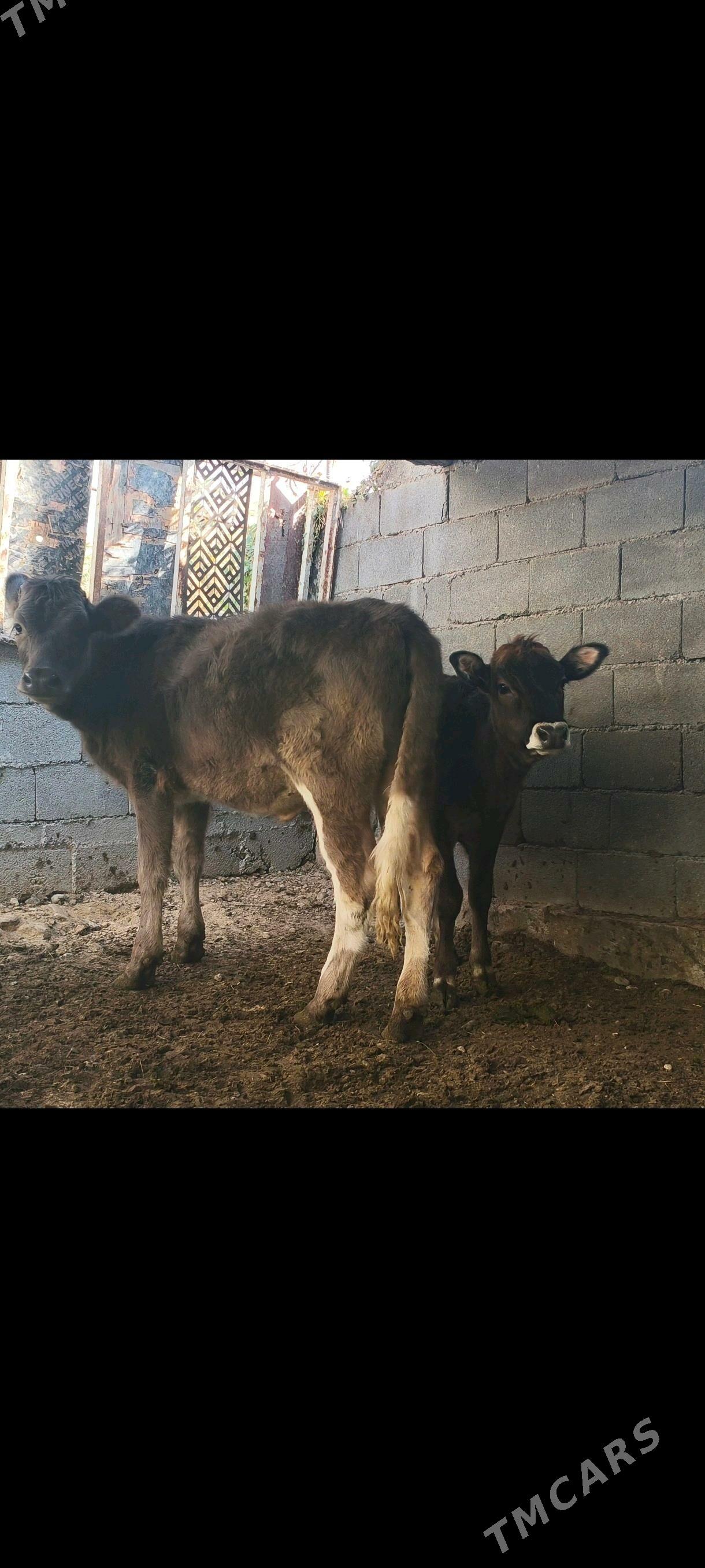 tüwe - Çoganly - img 2