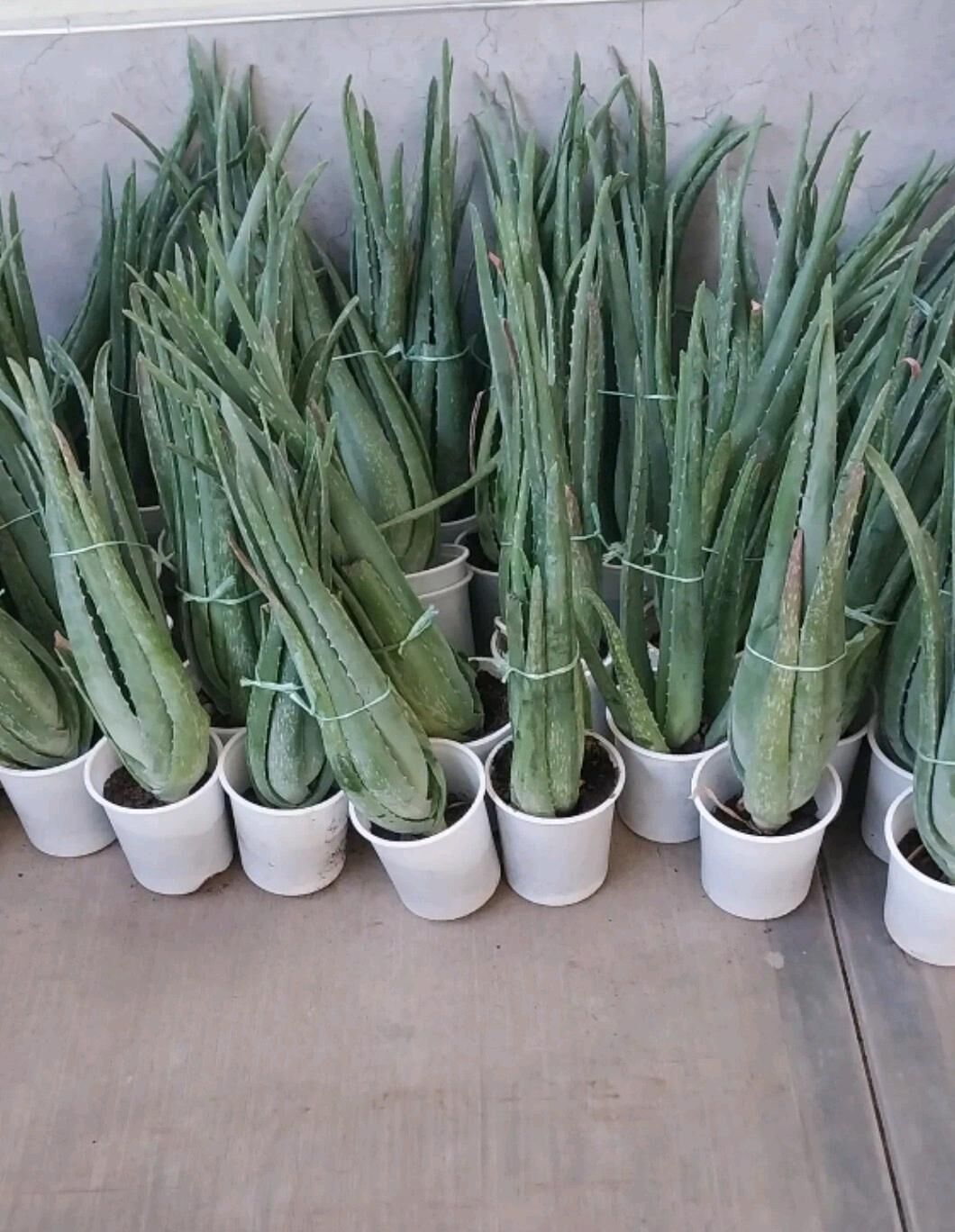 цветы - Aşgabat - img 10