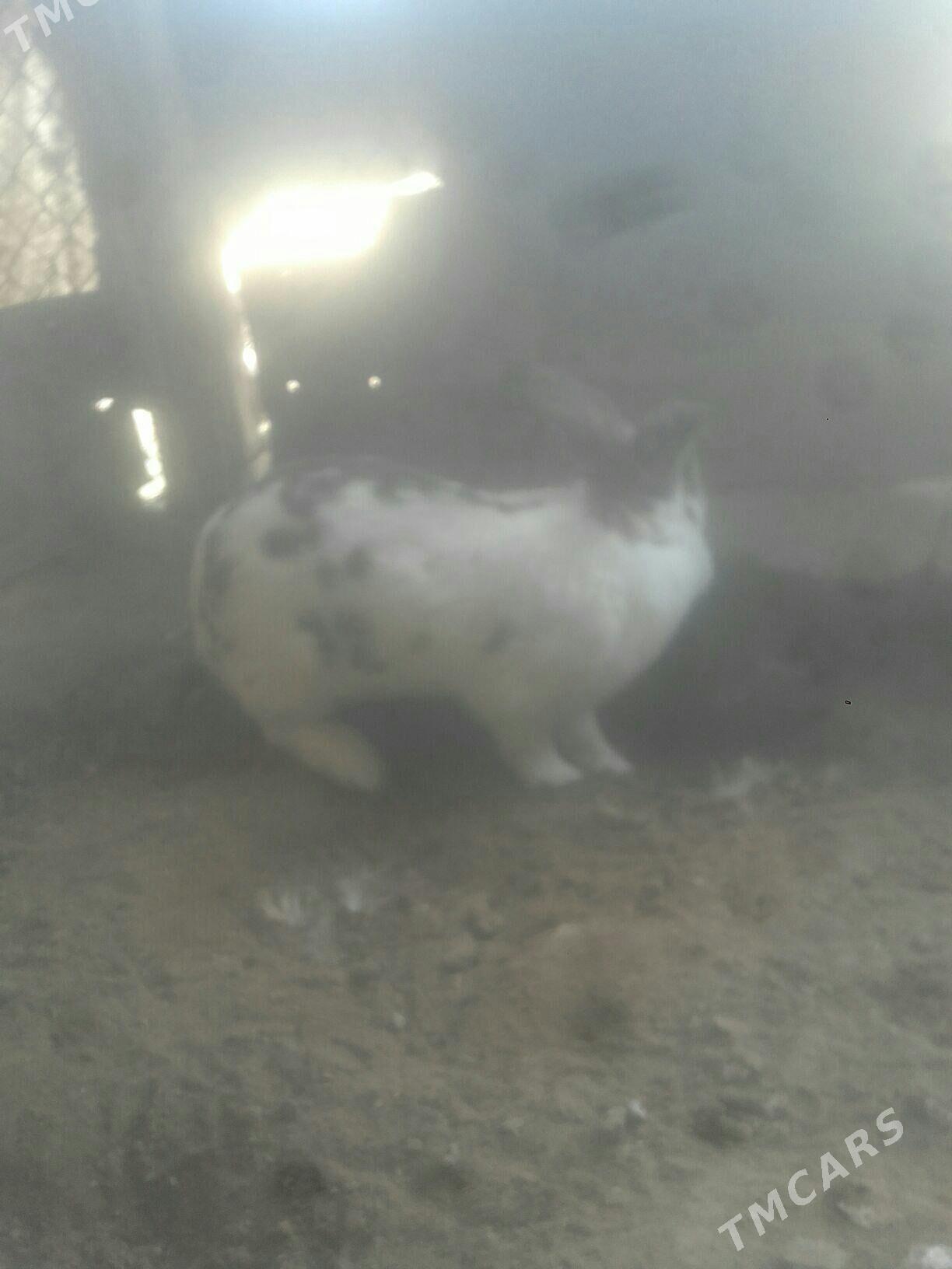 towşan. - Murgap - img 2