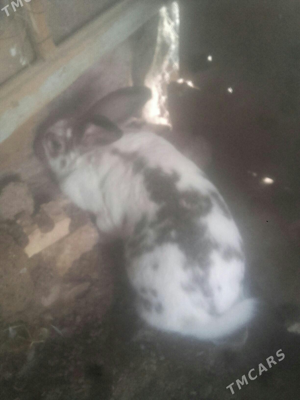 towşan. - Murgap - img 3