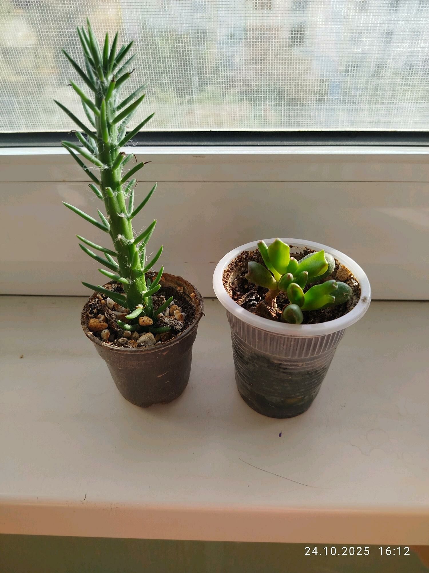 цветы gul скидка - Ашхабад - img 10