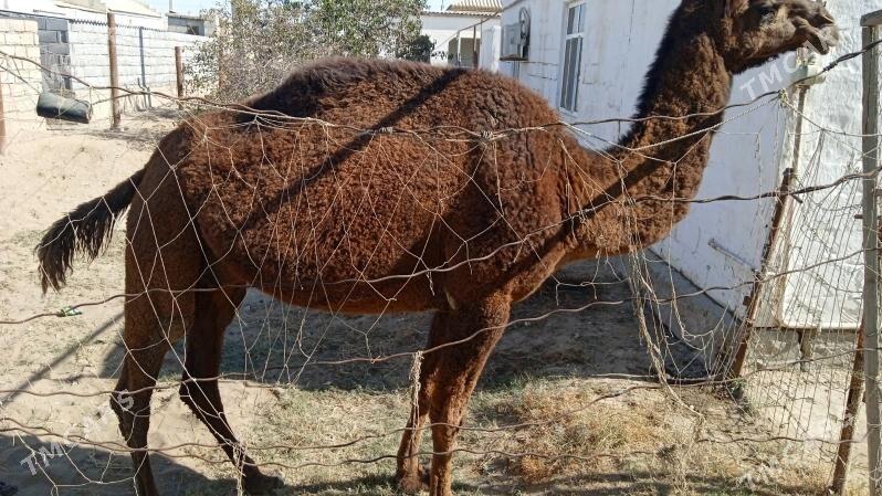 düye - Эсенгулы - img 2