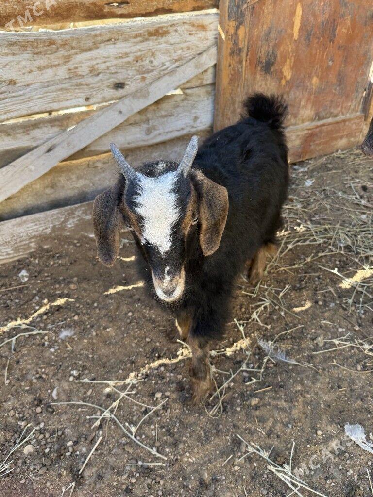 owlak cebis - Балканабат - img 2