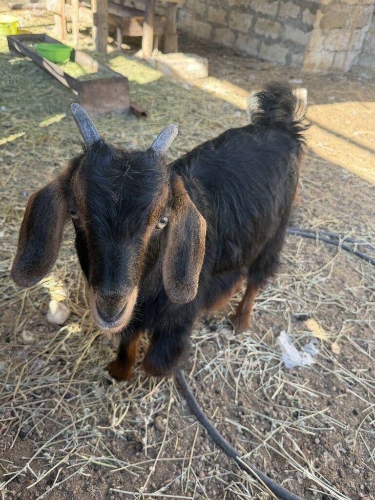 owlak cebis - Балканабат - img 1