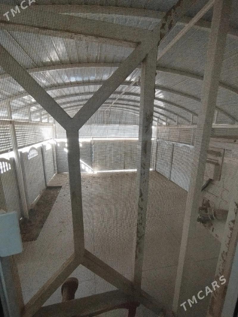 аренда жай - Мары - img 8