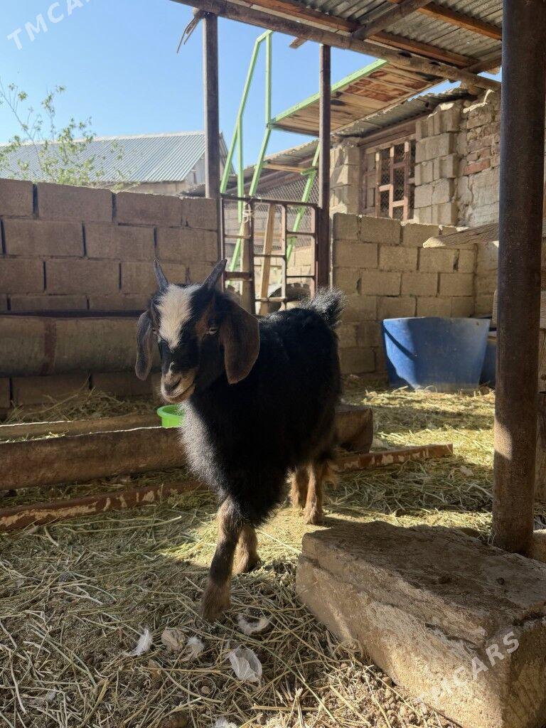 owlak cebis - Балканабат - img 4