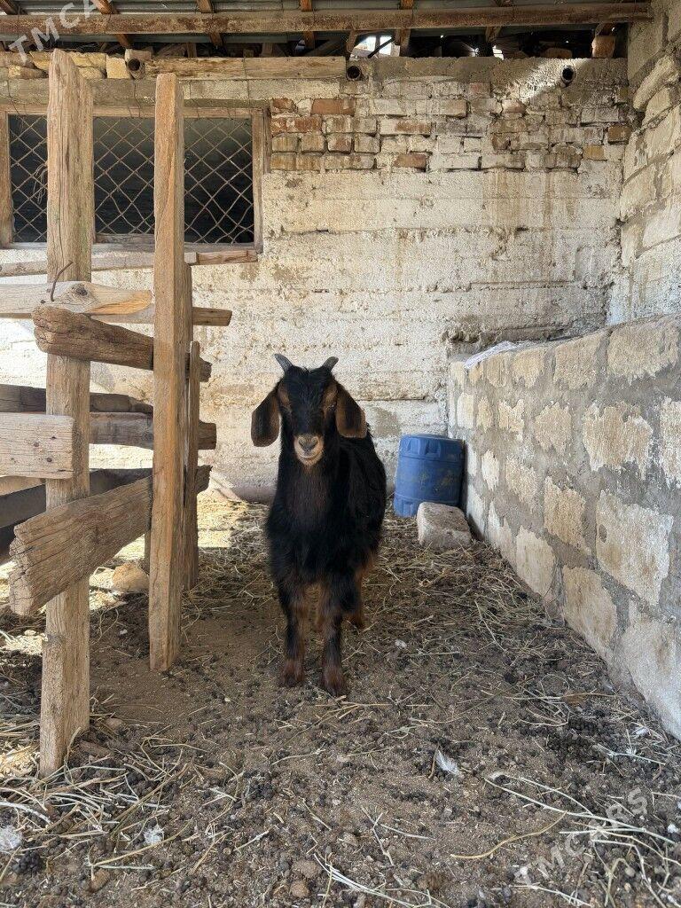 owlak cebis - Балканабат - img 5