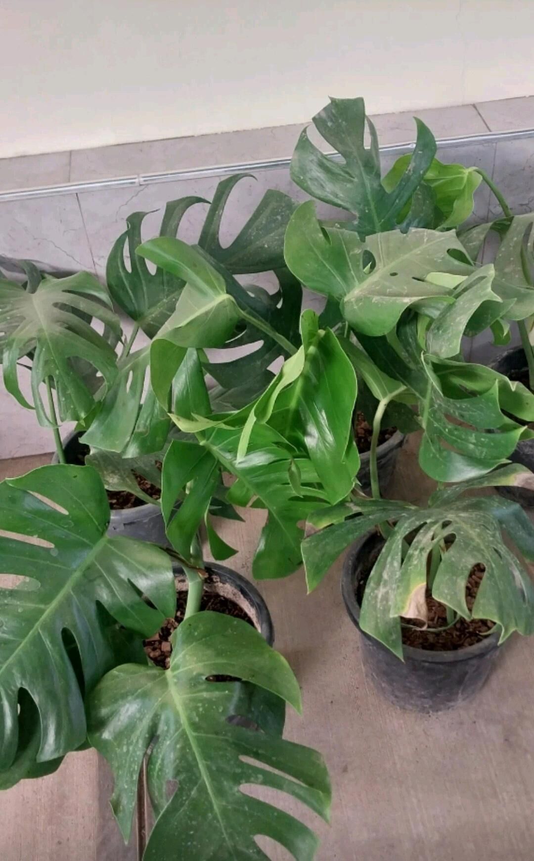 цветы папоротник кротон - Ашхабад - img 8