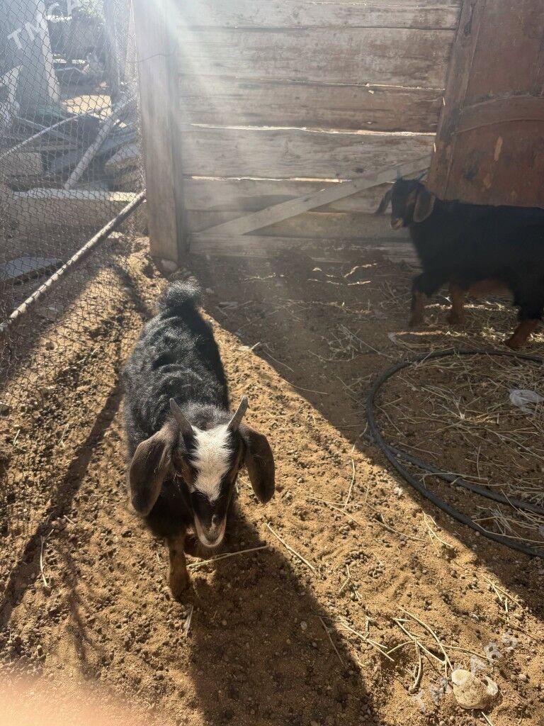 owlak cebis - Балканабат - img 3