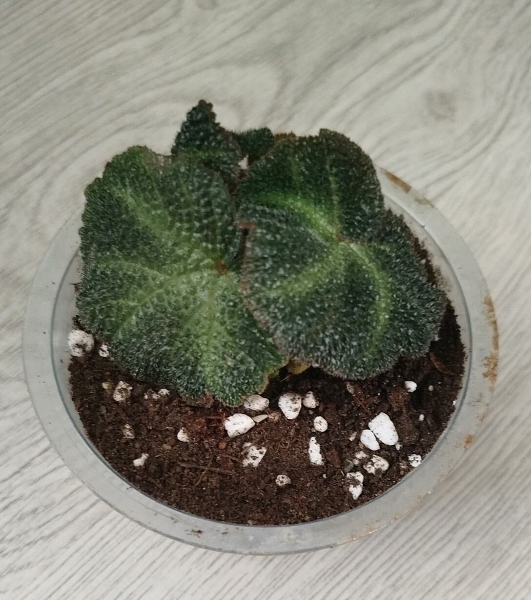 цветы папоротник кротон - Ашхабад - img 9