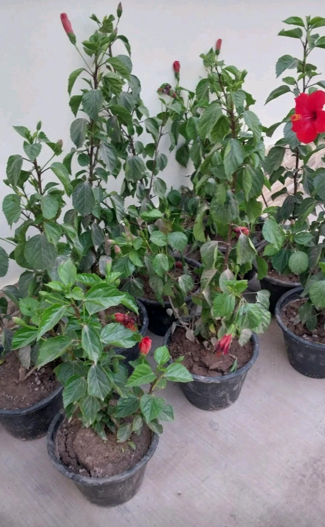 цветы папоротник кротон - Ашхабад - img 10