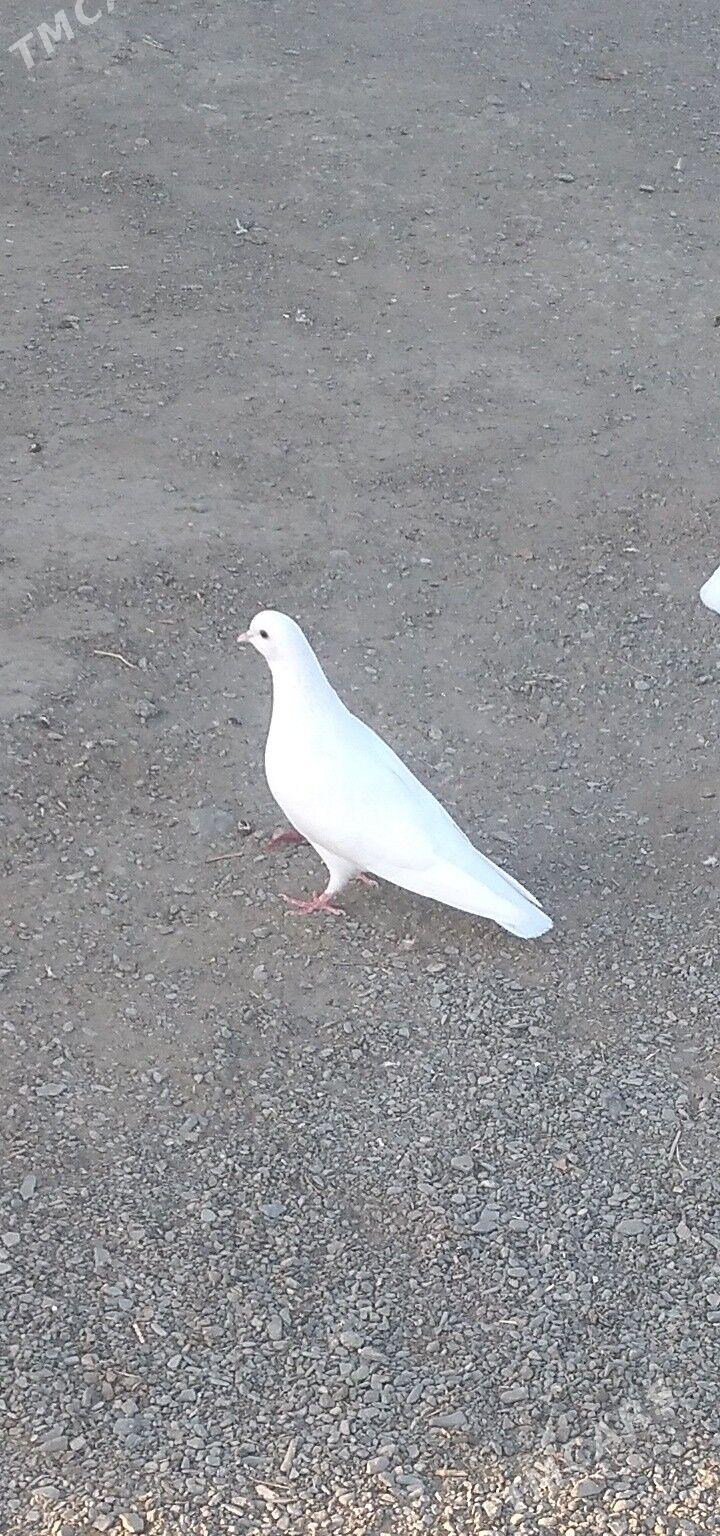 kepderi - Bäherden - img 2