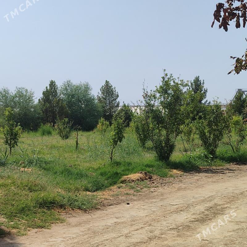 Ùzùmcilik mellek yer - Кипджак - img 2