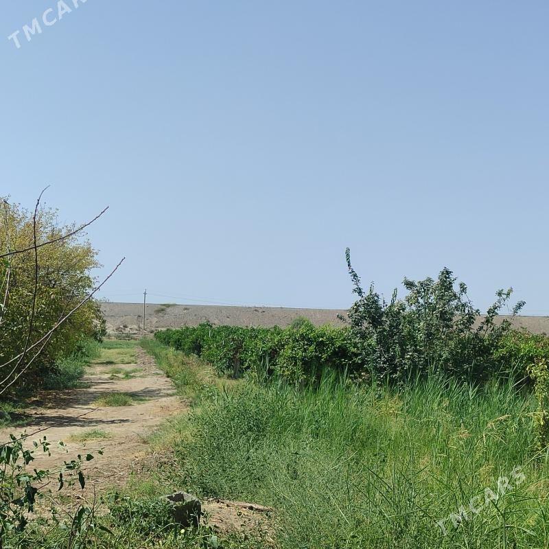 Ùzùmcilik mellek yer - Кипджак - img 3