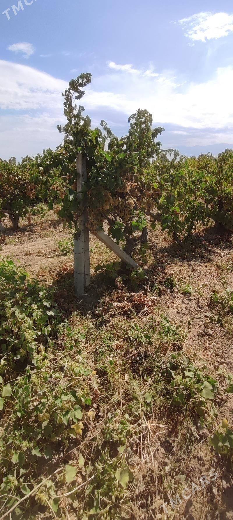 Ùzùmcilik mellek yer - Кипджак - img 5