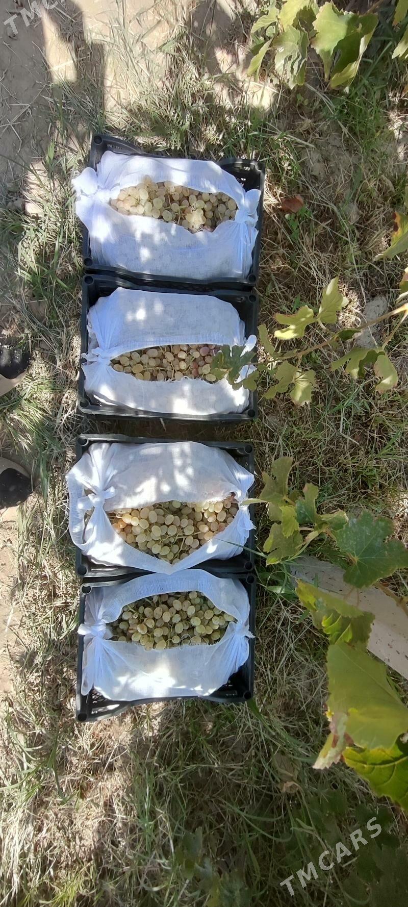 Ùzùmcilik mellek yer - Кипджак - img 4