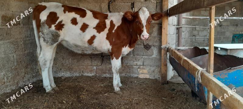 Айрширская порода - Türkmenabat - img 2