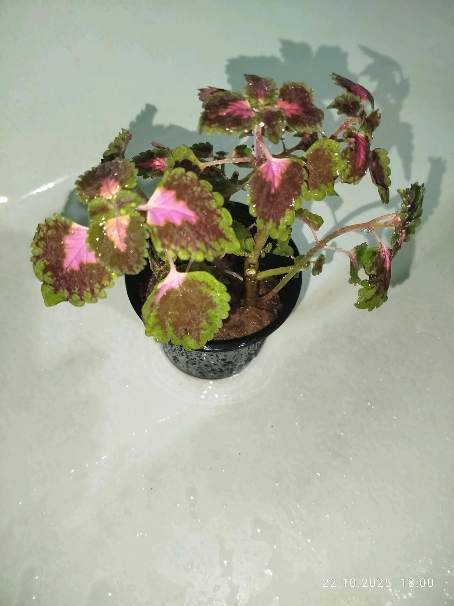 gül  денежный Хоя - Ашхабад - img 10