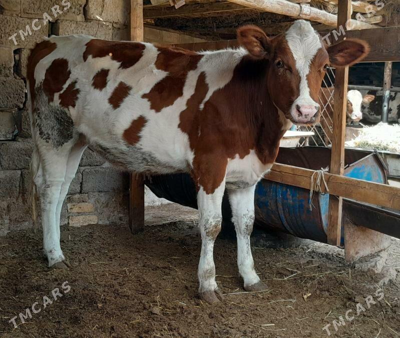 Айрширская порода - Türkmenabat - img 1