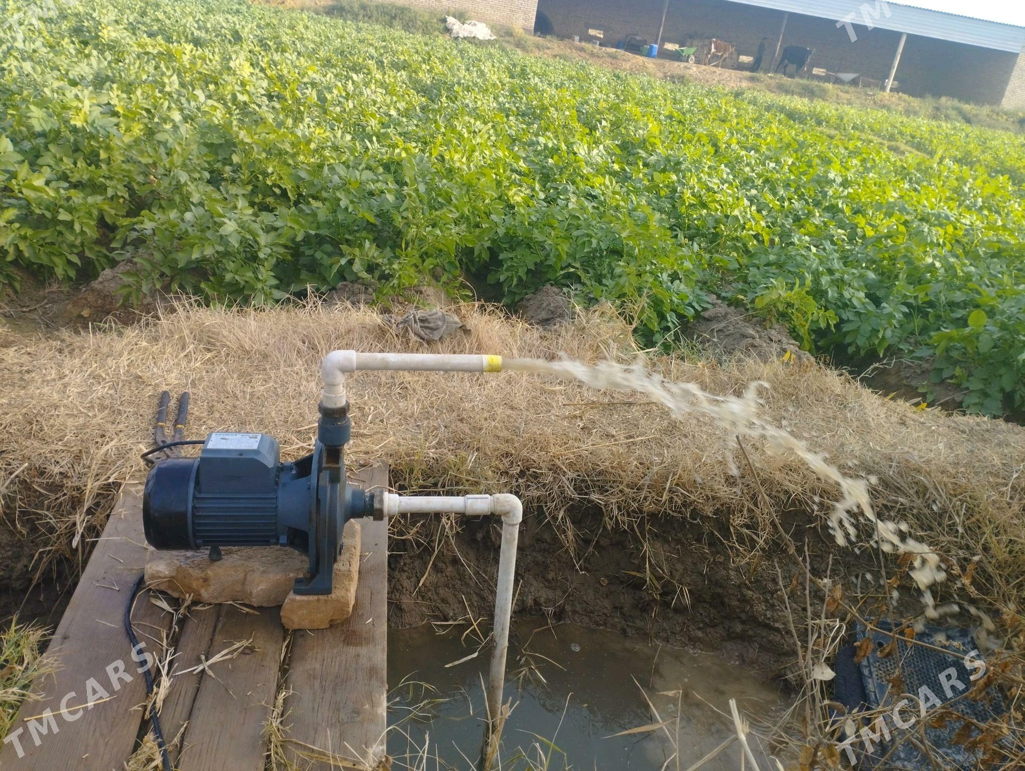 Shimge nasos 158lik - Мары - img 5