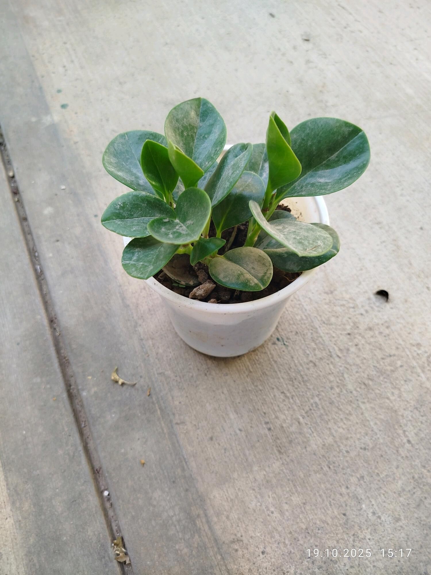 сингониумы потосы алоэ - Ашхабад - img 8