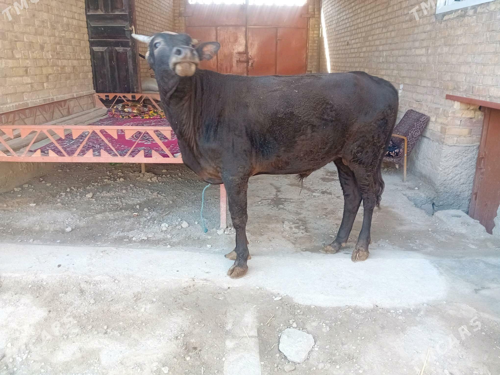 ökuz - Туркменабат - img 4