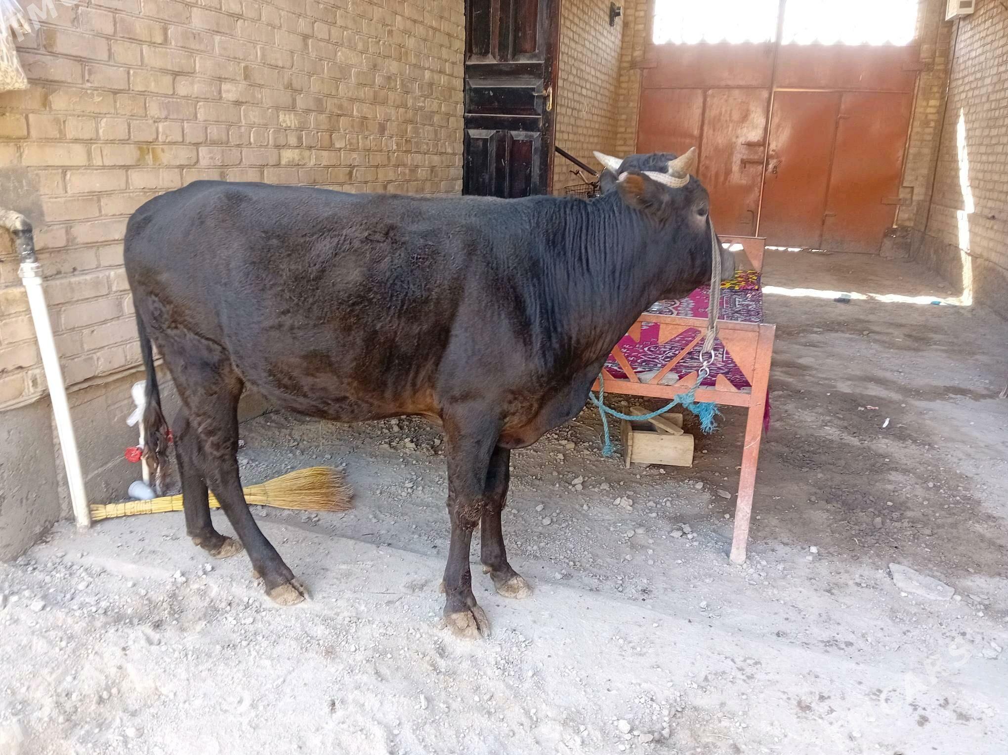 ökuz - Туркменабат - img 3