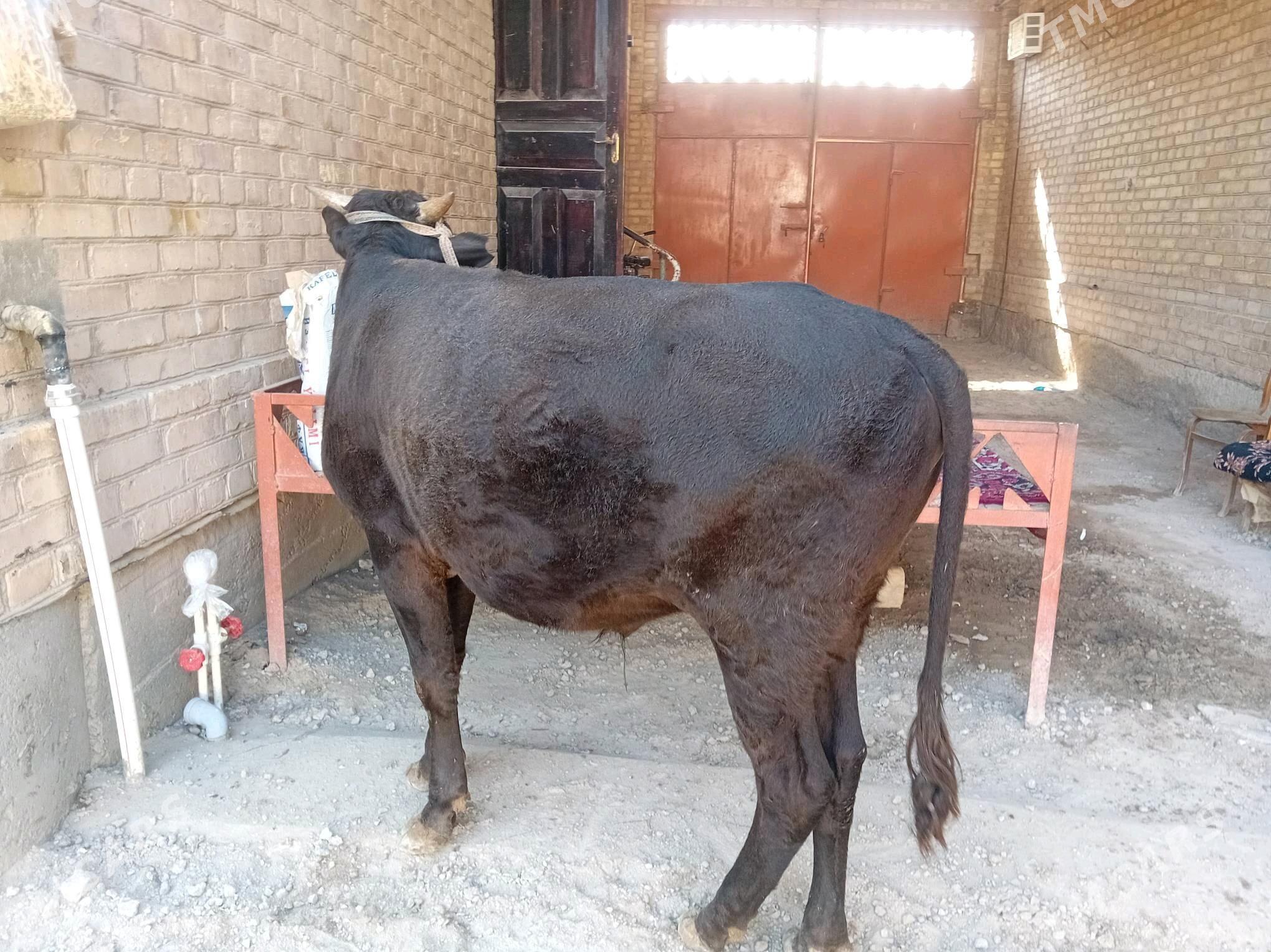 ökuz - Туркменабат - img 2