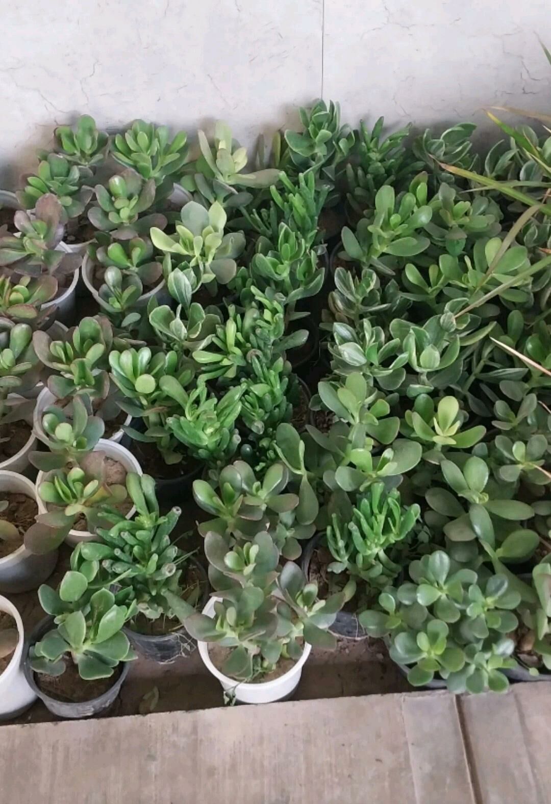 сингониумы потосы алоэ - Ашхабад - img 10