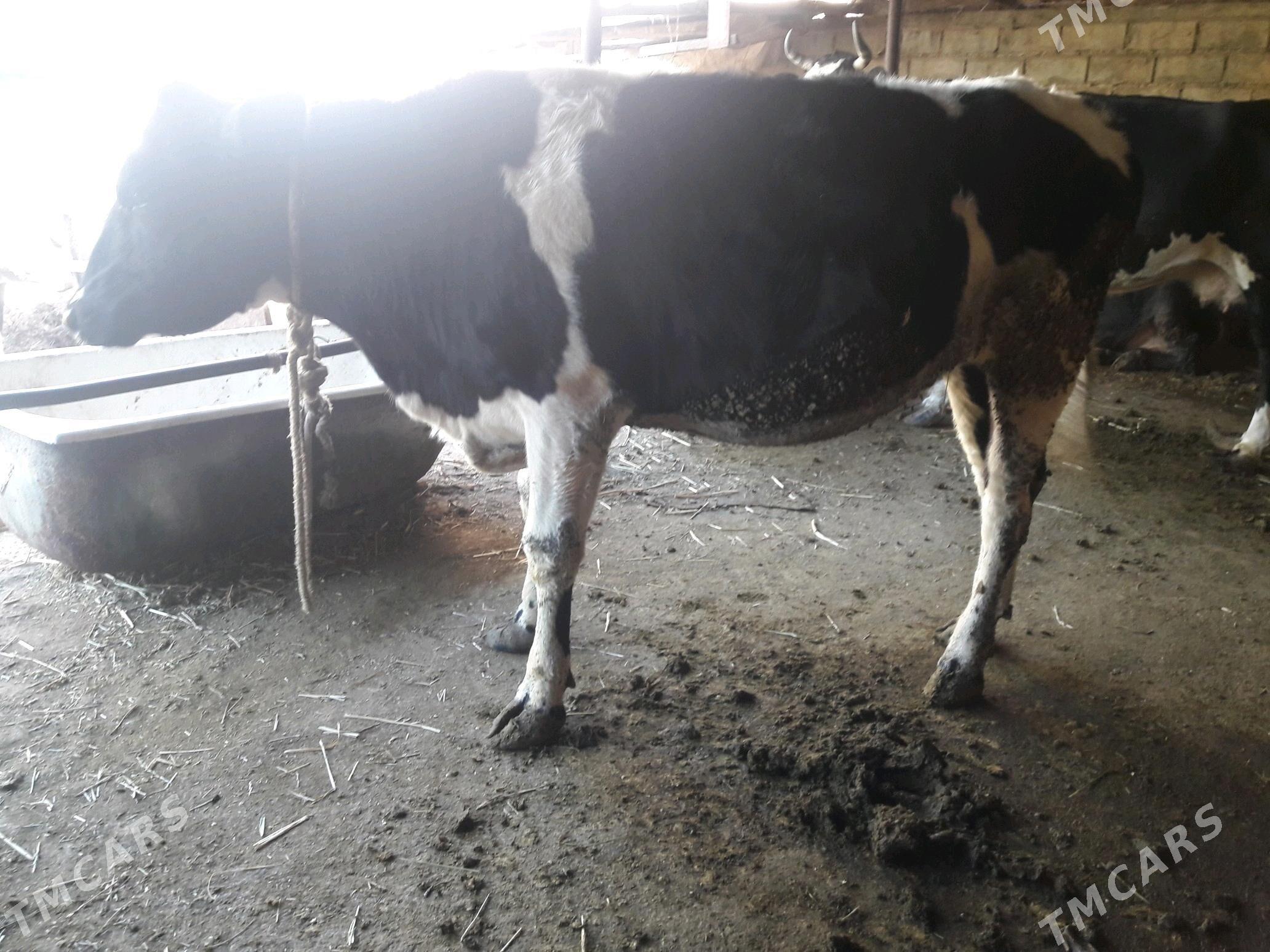 sygyr tüwe - Änew - img 1