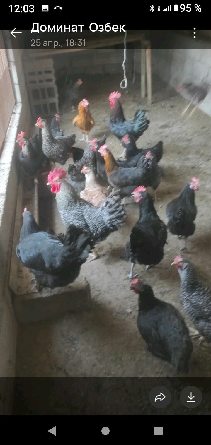 хораз - Bagyr - img 9