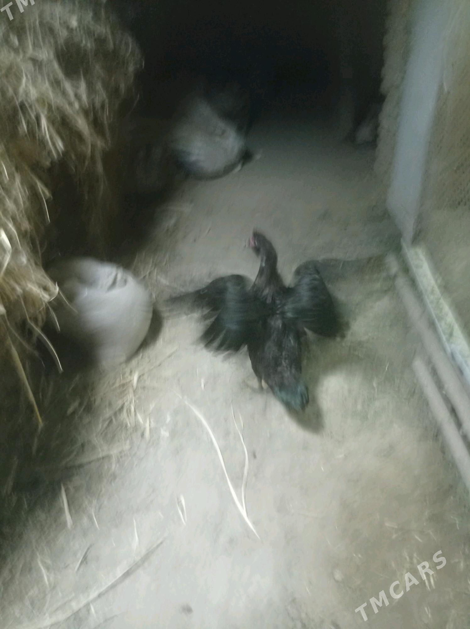 ordek erkek - Сакарчага - img 1