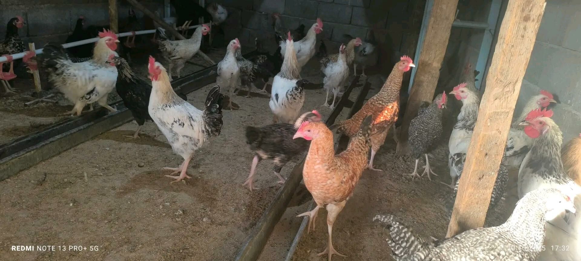 хораз - Bagyr - img 7