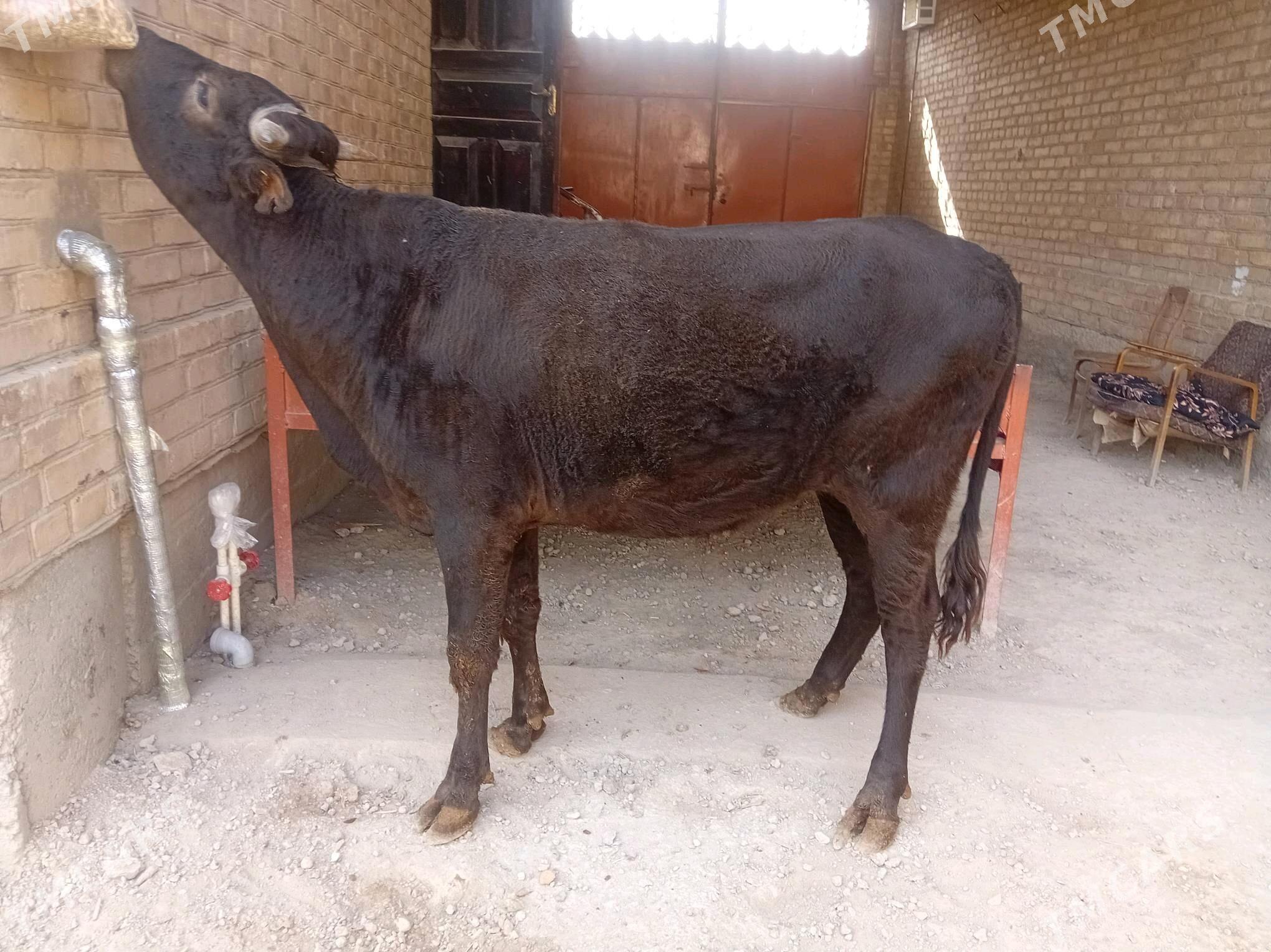 ökuz - Туркменабат - img 5