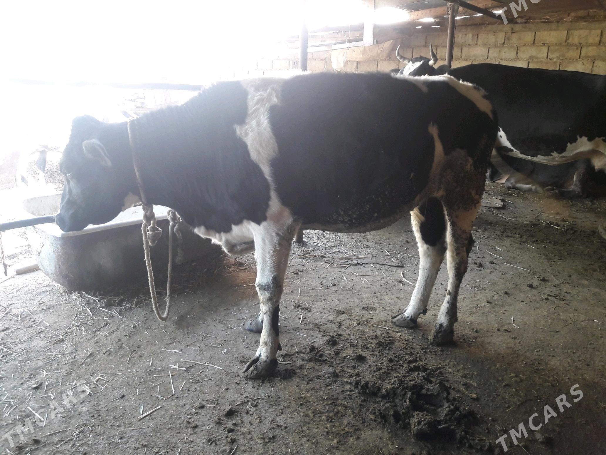 sygyr tüwe - Änew - img 3