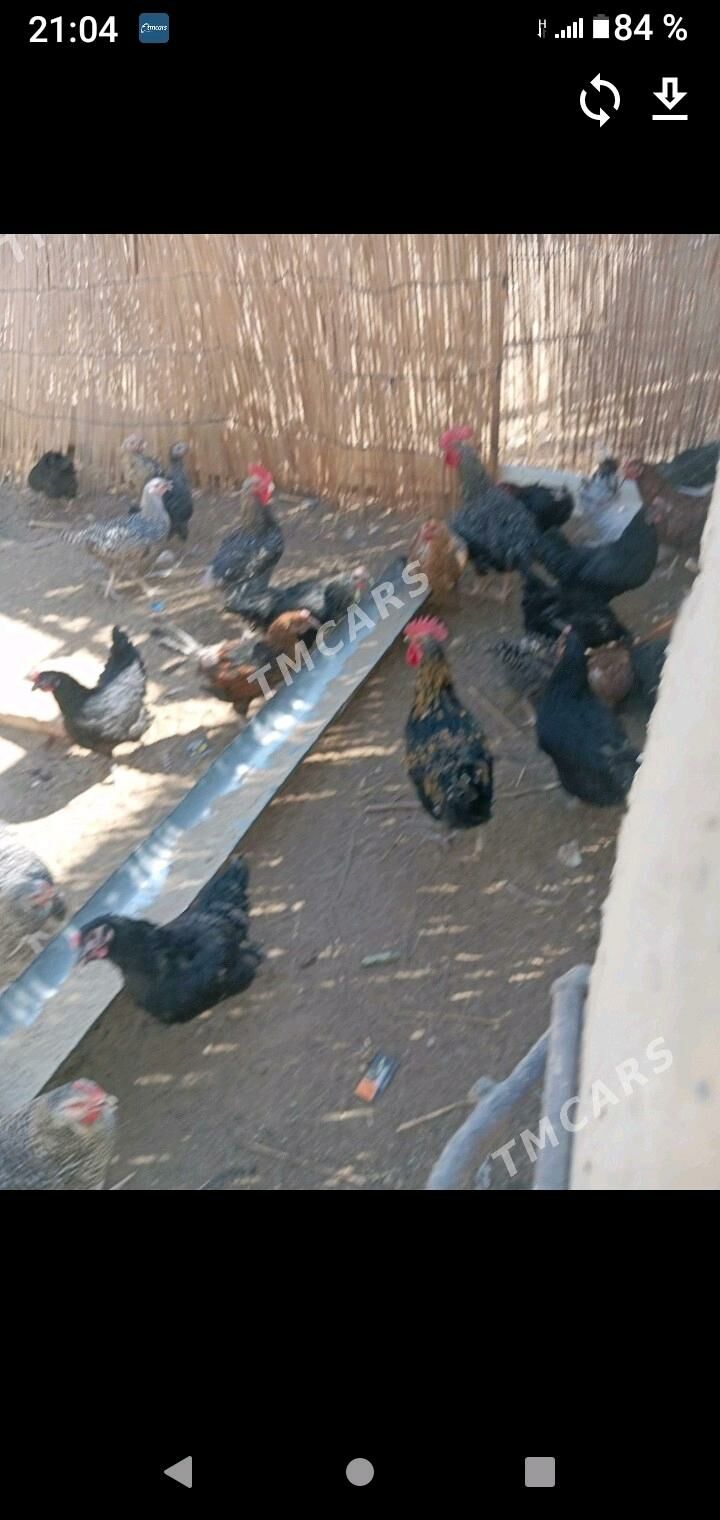 хораз - Bagyr - img 10